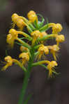 Crested yellow orchid